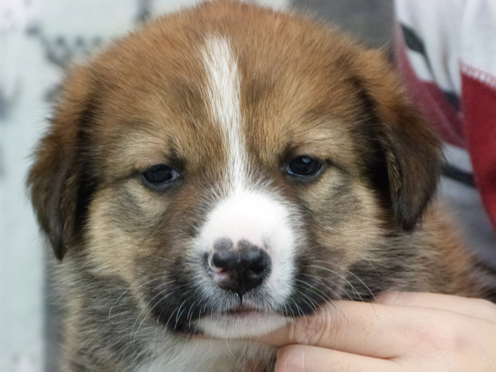 chinook puppy